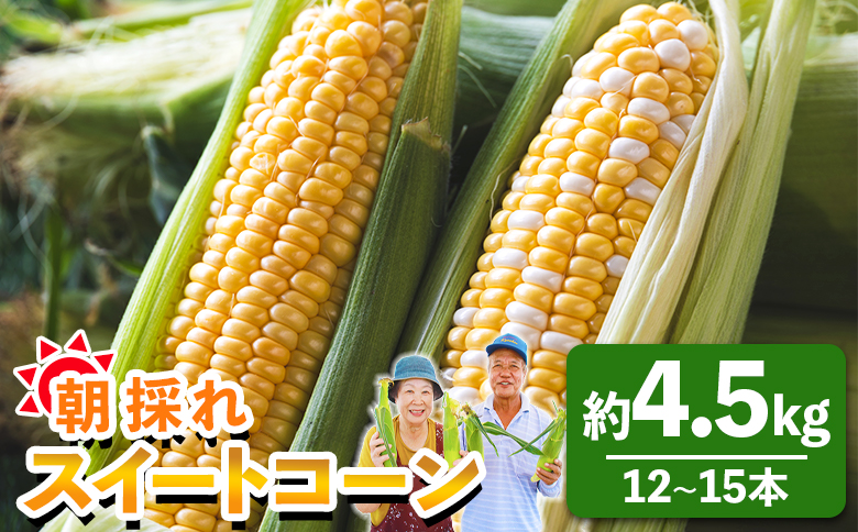 先行予約受付中！朝採れスイートコーン 約4.5kg（12～15本）- 野菜 とうもろこし とうきび トウキビ BBQ キャンプ 旬 おやつ 特産品 数量限定 季節限定 期間限定 sg-0006