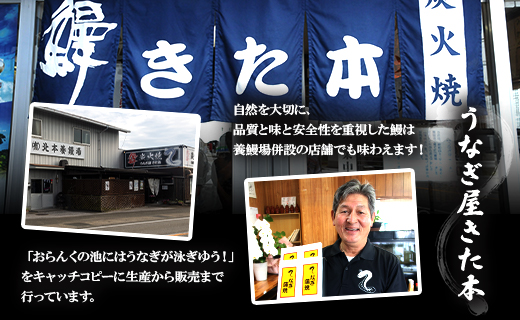 うなぎ蒲焼き 2尾(合計約240g)(無頭)  - 送料無料 鰻 ウナギ 晩御飯 おかず おつまみ アテ スタミナ プレゼント ギフト 贈答 丑の日 父の日 敬老の日 うなぎ屋きた本 高知県 香南市 冷凍 un-0014