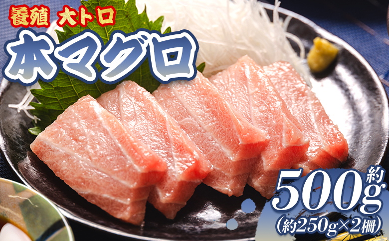 本マグロ 養殖大トロ 約500g 2冊 - 鮪 まぐろ 寿司 刺身 海鮮丼 漬け丼 カルパッチョ おつまみ 海産物 魚介 海の幸 高知県 香南市 oo-0001