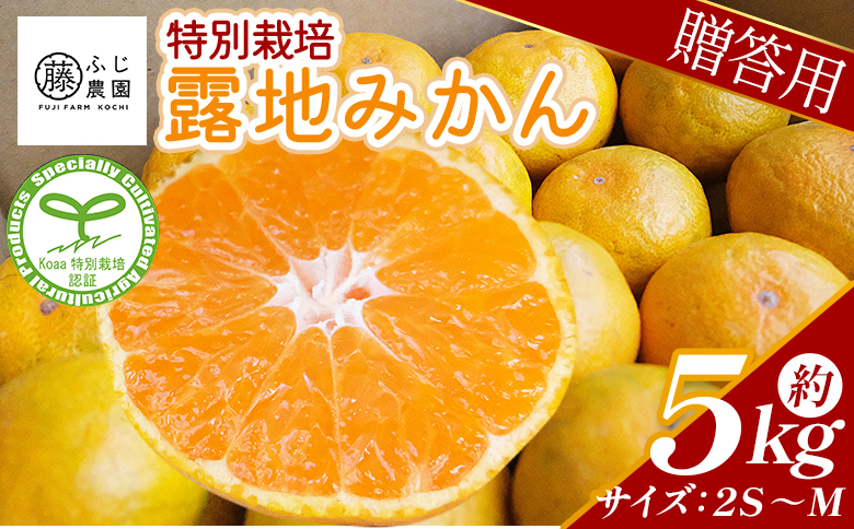 【2026年10月以降順次配送分】ふじ農園の露地みかん 贈答用 5kg (2S～M) - みかん 温州みかん 国産 蜜柑 ミカン 柑橘 果物 フルーツ 贈答 プレゼント ギフト 贈り物 ふじ農園 高知県 香南市 常温 fn-0010