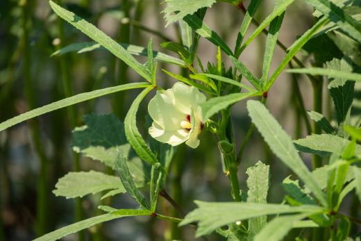 ã2026幎çºéåããªã¯ã© 2kg(200æ¬ååŸ) - ããã éè ããã æ°é®® æã©ã ææ¡ã æåç©« å£ç¯ æ¬ é²å°æ œå¹ åœç£ éŠååžç£ ãããããŽãŒèŸ²å é«ç¥ç éŠååž å·èµ on-0034