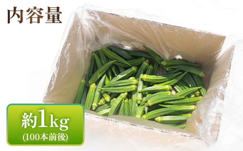 【2026年発送分】オクラ1kg(100本前後) - おくら 野菜 やさい 新鮮 朝どれ 朝採れ 朝収穫 季節 旬 露地栽培 国産 香南市産 おきゃんぴー農園 高知県 香南市 冷蔵 on-0032