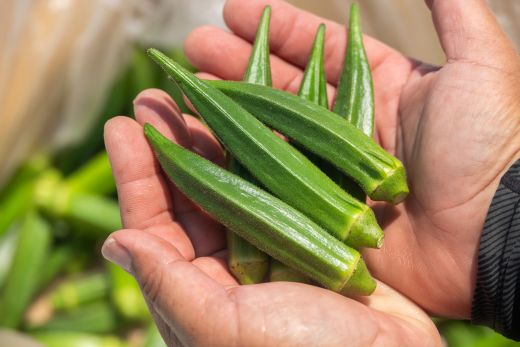 【2026年発送分】オクラ1kg(100本前後) - おくら 野菜 やさい 新鮮 朝どれ 朝採れ 朝収穫 季節 旬 露地栽培 国産 香南市産 おきゃんぴー農園 高知県 香南市 冷蔵 on-0032