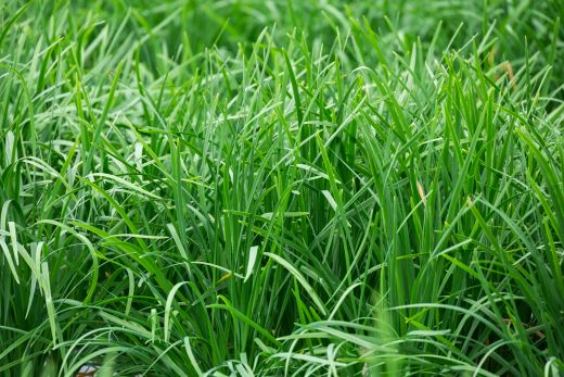 ãã© çç£éæ¥æ¬äž éŠååžç£ã®ãã© 1kgïŒ100gÃ10æïŒ- ã«ã é® ç éè ããã éŠå³éè èç© æ°é®® æç ã¢ã¬ã³ãž çããã® çãç© ç
®ç© é ãªã¹ ãã€é ç£å°çŽé åœç£ å
¬æèŸ²å é«ç¥ç kk-0001