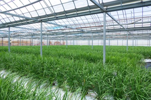 ãã© çç£éæ¥æ¬äž éŠååžç£ã®ãã© 1kgïŒ100gÃ10æïŒ- ã«ã é® ç éè ããã éŠå³éè èç© æ°é®® æç ã¢ã¬ã³ãž çããã® çãç© ç
®ç© é ãªã¹ ãã€é ç£å°çŽé åœç£ å
¬æèŸ²å é«ç¥ç kk-0001