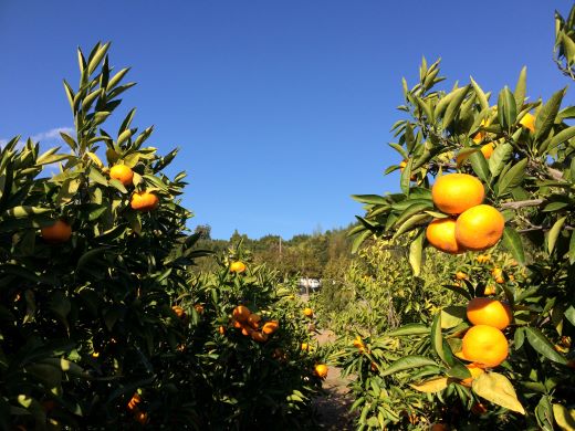 【先行予約】土佐の高知のくだもの畑 みかん(家庭用)10kg(5kg箱×2) - 温州みかん ミカン 訳アリ わけあり 蜜柑 ミカン 柑橘 柑橘類 フルーツ 果物 くだもの ご家庭用 ご自宅 美味しい おいしい 高知県 香南市 kd-0027