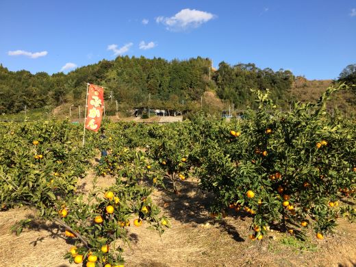 【先行予約】土佐の高知のくだもの畑 みかん(家庭用)10kg(5kg箱×2) - 温州みかん ミカン 訳アリ わけあり 蜜柑 ミカン 柑橘 柑橘類 フルーツ 果物 くだもの ご家庭用 ご自宅 美味しい おいしい 高知県 香南市 kd-0027