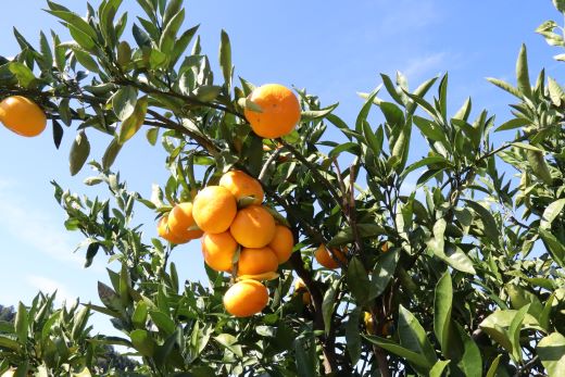 【先行予約】土佐の高知のくだもの畑 みかん(家庭用)10kg(5kg箱×2) - 温州みかん ミカン 訳アリ わけあり 蜜柑 ミカン 柑橘 柑橘類 フルーツ 果物 くだもの ご家庭用 ご自宅 美味しい おいしい 高知県 香南市 kd-0027