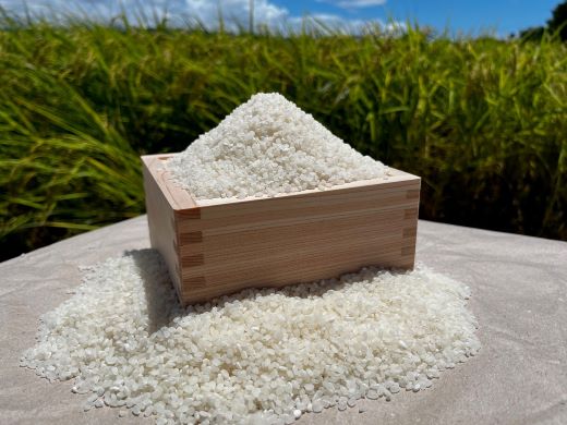 æ°ç±³ 什å8å¹Žç£ ã³ã·ãã«ãª 2kg - æ°ç±³ ãç±³ ããã åœç£ ç±³ 粟米 ã²ã®ã²ãã ãã¯ã çœç±³ ã飯 ãã«ãã ãããã³ æç 調ç é«ç¥ç éŠååž åžžæž© at-0055