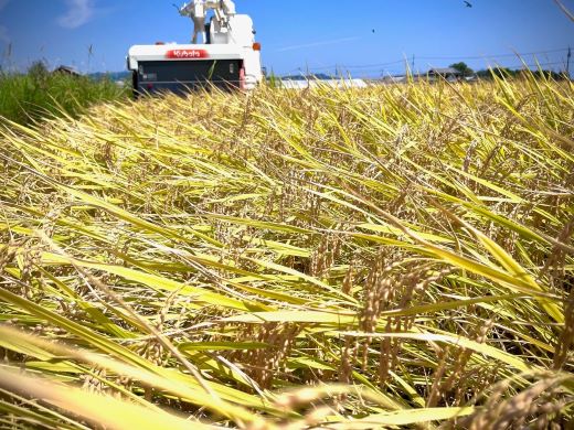 æ°ç±³ 什å8å¹Žç£ ã³ã·ãã«ãª 2kg - æ°ç±³ ãç±³ ããã åœç£ ç±³ 粟米 ã²ã®ã²ãã ãã¯ã çœç±³ ã飯 ãã«ãã ãããã³ æç 調ç é«ç¥ç éŠååž åžžæž© at-0055