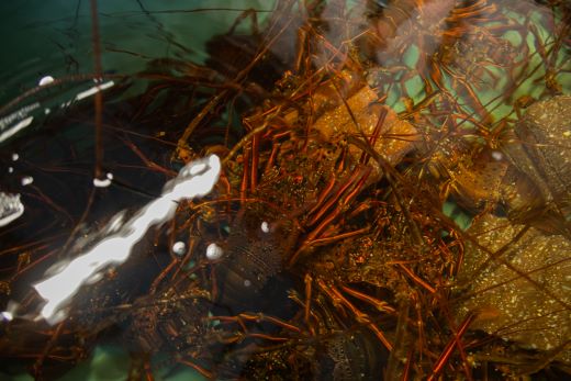 ïŒå
è¡äºçŽïŒæµ·é®®ããŒããã¥ãŒã»ãã(äŒå¢æµ·èã»å²©ã¬ã) 4ã5人å å·åïŒåºè·æéïŒ2026幎5æïœ10æïŒåœç£ æµ·é®® éä» ã«ã ãã ãã³ ãšã ç¡è £ è²é¡ æ®»ã€ã å€©ç¶ ç£å°çŽé eb-0038