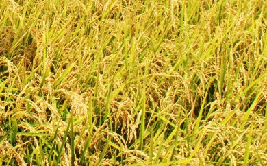 æ°ç±³ 什å8å¹Žç£ ã³ã·ãã«ãª 2kg - æ°ç±³ ãç±³ ããã åœç£ ç±³ 粟米 ã²ã®ã²ãã ãã¯ã çœç±³ ã飯 ãã«ãã ãããã³ æç 調ç é«ç¥ç éŠååž åžžæž© at-0055