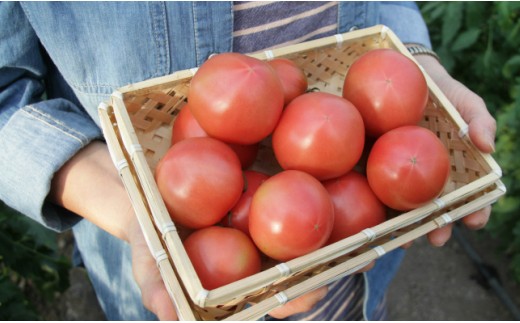 うしの恵 フルーツトマト籠入り1kg - 野菜 とまと 産地直送 料理 アレンジ サラダ 鍋 サンドイッチ 完熟 リコピン 甘い あまい フレッシュ さっぱり 贈答 お礼 御礼 おいしい 国産 高知県 香南市 常温 mj-0035