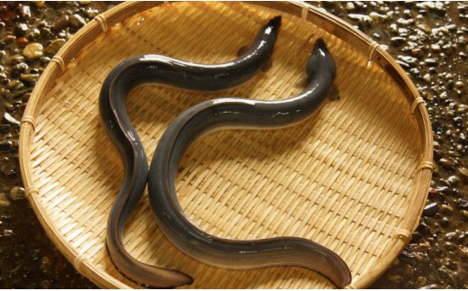 【12回定期便】台湾産 きざみうなぎ蒲焼き 6袋 たれ・山椒付き 合計72袋 - 土用の丑の日 鰻 ウナギ かばやき うな丼 うな重 台湾産 養殖 贈り物 ギフト お礼 御礼 感謝 タレ 須崎市道の駅 高知県 香南市 冷凍 Wss-0058