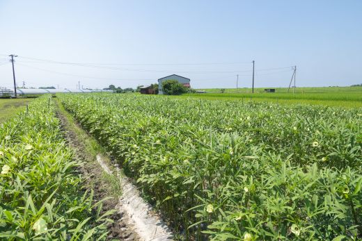 【2026年発送分】オクラ1kg(100本前後) - おくら 野菜 やさい 新鮮 朝どれ 朝採れ 朝収穫 季節 旬 露地栽培 国産 香南市産 おきゃんぴー農園 高知県 香南市 冷蔵 on-0032