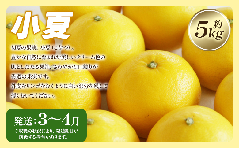 【定期便】一度食べたらくせになる！ フルーツ 年4回定期便 - 4回配送 旬 果物 くだもの フルーツ かんきつ 蜜柑 みかん ミカン こなつ 小夏 なつみ 水晶文旦 ぶんたん ブンタン 露地みかん 山北みかん 高知県 香南市 常温 Wku-0045