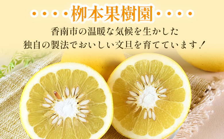 土佐文旦 10kg 大玉18～20玉 - 果物 フルーツ 柑橘 ぶんたん おいしい 送料無料 特産品 先行予約 期間限定 数量限定 柳本果樹園 高知県 香南市 常温 yg-0008