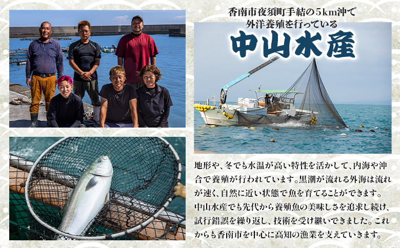 「勝ブリ」のフィーレ約3.2kg～3.9kg 手結沖養殖 - 期間限定 魚 ぶり 鰤 寒ブリ 海鮮 鮮魚 魚介類 切り身 海の幸 ギフト お刺身 煮物 焼き魚 おかず 産地直送 のし対応可 送料無料 高知県 香南市 ny-0004