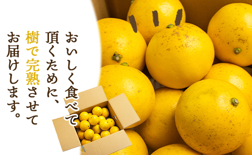 【2026年出荷分】ハウス小夏(日向夏) 2.5kg(家庭用) 高知 土佐 こなつ 果物 フルーツ 土佐の高知のくだもの畑 【先行予約】 - 家庭用 訳あり 小夏 ハウス ミカン みかん 蜜柑 柑橘 果物 フルーツ こなつ のし対応可 熨斗 国産 kd-0029