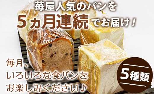 【5か月定期便】苺屋 食パンの定期便 5回 - 送料無料 しょくぱん お楽しみ 食べ比べ こだわり レーズン 酒粕 白玉糖 贈り物 ギフト 贈答 朝食 おやつ ベーカリー パン好き Wit-0071