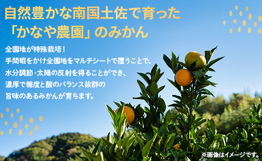 【数量限定】家庭用 訳あり 早生みかん 約10kg - 送料無料 フルーツ くだもの 果物 わせ 訳アリ 温州みかん ミカン 柑橘 甘い おいしい ご自宅用 旬 季節限定 かなや農園 合同会社Benifare 国産 特産品 10キロ 柑橘類 柑橘 系 オレンジ うんしゅう みずみずしい フレッシュ ジューシー 果汁 さわやか 爽やか わせ 早生 おとりよせ お取り寄せ 皮 傷 キズ 箱 ジャム ジュース マーマレード 酸味 糖度 おいしい 美味しい やみつき 濃厚 のうこう 高知県 香南市 be-0057