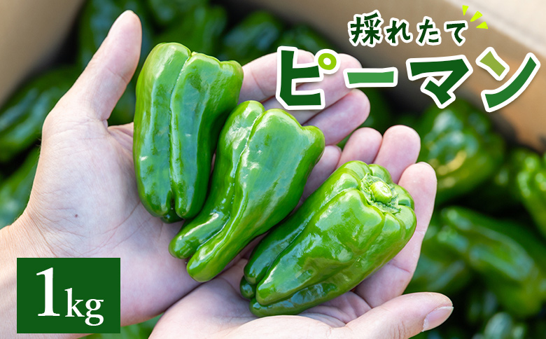 高知県香南市産採れたてピーマン1kg - 野菜 やさい 新鮮 国産 肉厚 炒め物 肉詰め 料理 高知県 香南市 冷蔵 im-0001