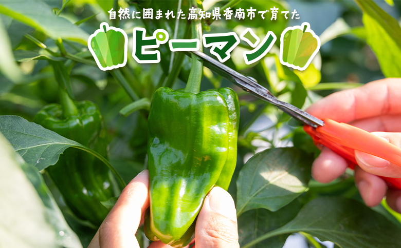 高知県香南市産採れたてピーマン1kg - 野菜 やさい 新鮮 国産 肉厚 炒め物 肉詰め 料理 高知県 香南市 冷蔵 im-0001