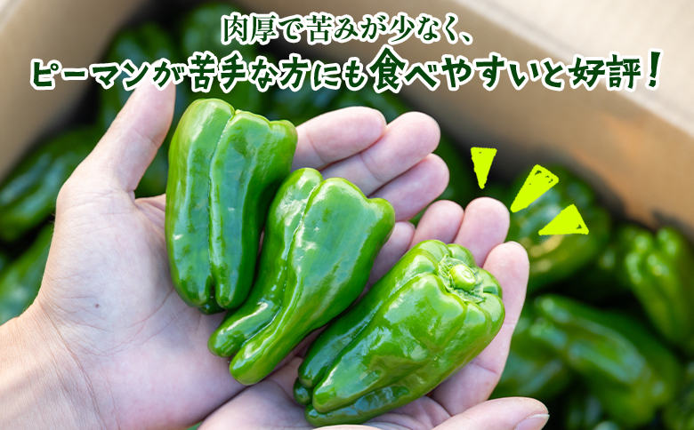 高知県香南市産採れたてピーマン1kg - 野菜 やさい 新鮮 国産 肉厚 炒め物 肉詰め 料理 高知県 香南市 冷蔵 im-0001