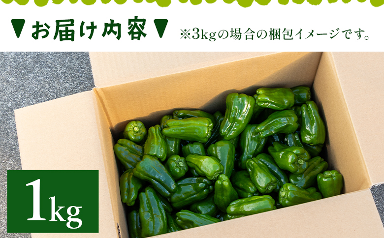 高知県香南市産採れたてピーマン1kg - 野菜 やさい 新鮮 国産 肉厚 炒め物 肉詰め 料理 高知県 香南市 冷蔵 im-0001