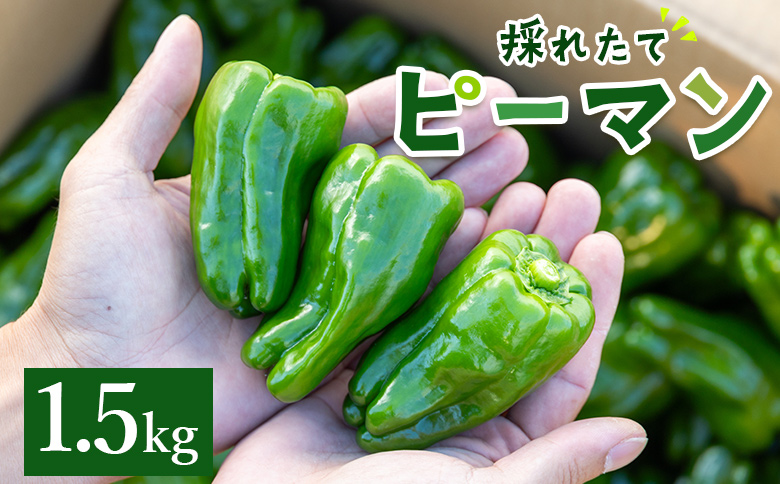 高知県香南市産採れたてピーマン1.5kg - 野菜 やさい 新鮮 国産 肉厚 炒め物 肉詰め 料理 高知県 香南市 冷蔵 im-0002