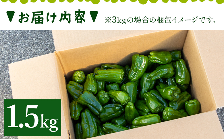 高知県香南市産採れたてピーマン1.5kg - 野菜 やさい 新鮮 国産 肉厚 炒め物 肉詰め 料理 高知県 香南市 冷蔵 im-0002