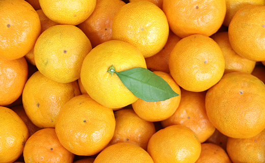 【令和8年10月下旬発送開始】みかん 5kg 山北みかん (家庭用・露地) 果物 フルーツ 温州みかん ミカン 柑橘 おいしい 甘い 送料無料 高知県 香南市 1万円以上 10000円以上 常温 ku-0054