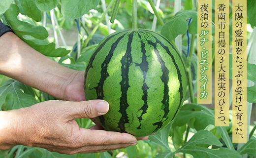 【ブランドスイカ】ルナ・ピエナスイカ（中玉） 1玉 【発送開始】 〈ざわつく！金曜日〉に取り上げられました！ yu-0014