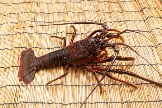 活 伊勢海老 計1kg(1～5匹) 冷蔵 - 活き伊勢海老 訳あり 国産 エビ えび 海鮮 魚介 産地直送 プリプリ 味噌汁 刺身 焼き物 汁物 えび蔵 高知県 香南市 冷蔵 10000円以上 1万円以上 eb-0044