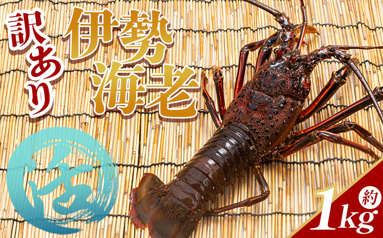 活 伊勢海老 計1kg(1～5匹) 冷蔵 - 活き伊勢海老 訳あり 国産 エビ えび 海鮮 魚介 産地直送 プリプリ 味噌汁 刺身 焼き物 汁物 えび蔵 高知県 香南市 冷蔵 10000円以上 1万円以上 eb-0023