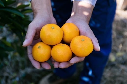 【令和8年10月下旬発送開始】みかん 5kg 山北みかん (家庭用・露地) 果物 フルーツ 温州みかん ミカン 柑橘 おいしい 甘い 送料無料 高知県 香南市 1万円以上 10000円以上 常温 ku-0054