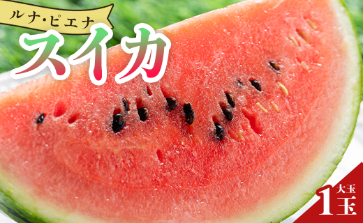[2026年5月下旬より順次配送]空中立体栽培で太陽の愛情をたっぷり受けた ルナ・ピエナスイカ(大玉) - スイカ 高知県産 ルナピエナ ギフト 贈り物 のし フルーツ大好き 西瓜 果物 夏の果物 yu-0010
