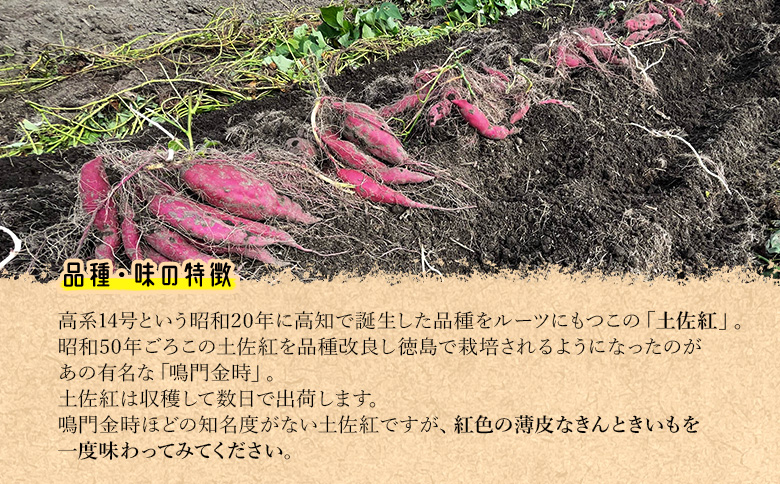 さつまいも(土佐紅) Mサイズ 5kg- サツマイモ さつま芋 野菜 焼き芋 やきいも 焼いも 蒸し芋 おやつ スイーツ スイートポテト 国産 アスタ農園 高知県 香南市【常温】 at-0002