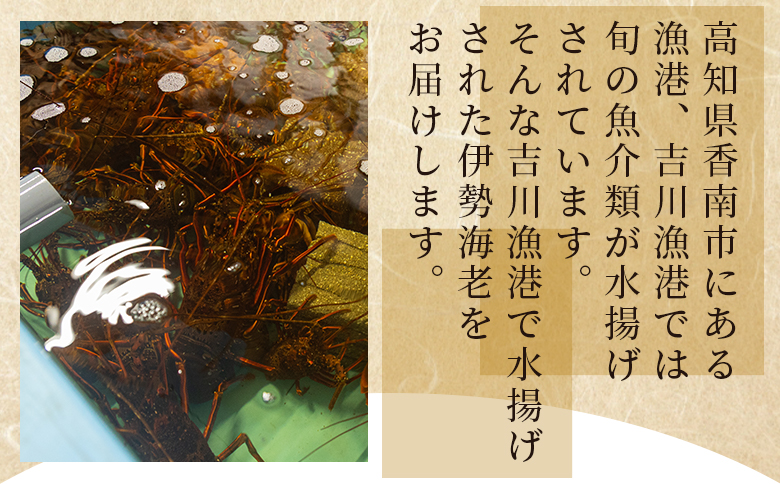 活 伊勢海老 計1kg(1～5匹) 冷蔵 - 活き伊勢海老 訳あり 国産 エビ えび 海鮮 魚介 産地直送 プリプリ 味噌汁 刺身 焼き物 汁物 えび蔵 高知県 香南市 冷蔵 10000円以上 1万円以上 eb-0044