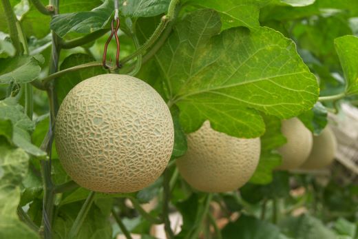 【発送開始】【ブランドメロン】エメラルドメロン 1玉 - テレビ朝日「ザワつく!金曜日」で特集 1万円以上 10000円以上 yu-0024