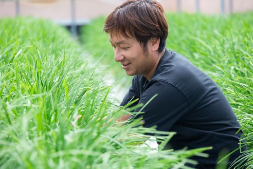 ニラ 生産量日本一 香南市産のニラ 1kg（100g×10束）- にら 韮 生 野菜 やさい 香味野菜 葉物 新鮮 料理 アレンジ 炒めもの 炒め物 煮物 鍋 なべ もつ鍋 産地直送 国産 公文農園 高知県 kk-0001