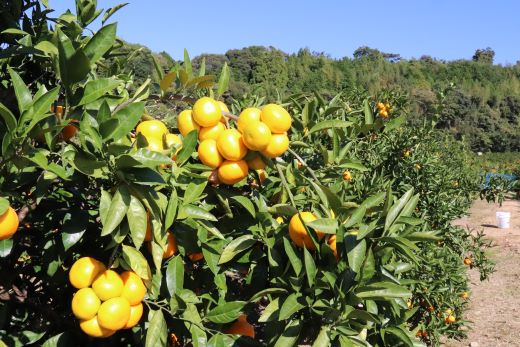 【先行予約】みかん 10kg (5kg箱×2) ギフト用 土佐の高知のくだもの畑 - 温州みかん ミカン 蜜柑 柑橘類 フルーツ 果物 くだもの 熨斗 のし対応可 贈り物 贈答用 贈答品 プレゼント ギフト 御礼 お礼 御祝い お祝い 感謝 お礼 kd-0028