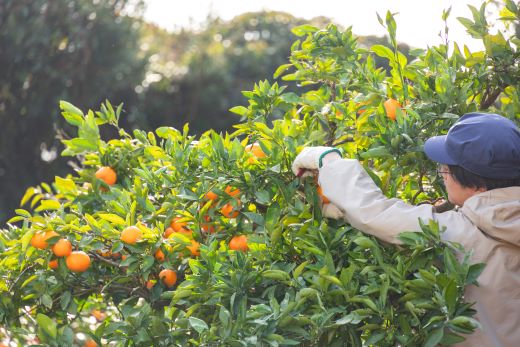 山北みかん (S,Mサイズ) 3kg 秀品 約25〜40個入り 甘い - 果物 フルーツ 柑橘類 温州みかん ミカン 蜜柑 甘い おいしい 美味しい 山北みらい 高知県 香南市 yk-0066