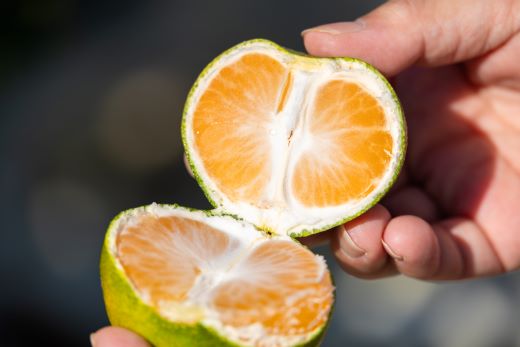 【2026年9月より順次配送】家庭用 訳あり グリーンみかん 約5kg - 送料無料 ミカン 蜜柑 柑橘 果実 ご自宅用 旬 かなや農園 合同会社Benifare 柑橘類 すっぱい 早生 わせ 爽やか さわやか さっぱり わけあり 訳アリ 特産品 高知県 香南市 be-0111