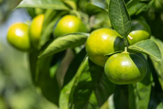 【2026年9月より順次配送】家庭用 訳あり グリーンみかん 約5kg - 送料無料 ミカン 蜜柑 柑橘 果実 ご自宅用 旬 かなや農園 合同会社Benifare 柑橘類 すっぱい 早生 わせ 爽やか さわやか さっぱり わけあり 訳アリ 特産品 高知県 香南市 be-0111