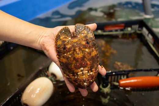 【数量限定】活 ゾウリエビ 約200～250g(1尾～2尾) - 海老 国産 エビ えび 海鮮 魚介 産地直送 プリプリ 味噌汁 刺身 焼き物 汁物 えび蔵 高知県 香南市 冷蔵 10000円以上 1万円以上 eb-0053