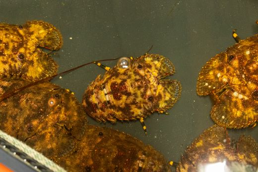 【数量限定】活 ゾウリエビ 約200～250g(1尾～2尾) - 海老 国産 エビ えび 海鮮 魚介 産地直送 プリプリ 味噌汁 刺身 焼き物 汁物 えび蔵 高知県 香南市 冷蔵 10000円以上 1万円以上 eb-0053