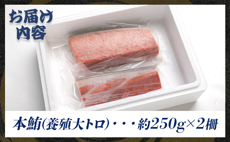 本マグロ 養殖大トロ 約500g 2冊 - 鮪 まぐろ 寿司 刺身 海鮮丼 漬け丼 カルパッチョ おつまみ 海産物 魚介 海の幸 高知県 香南市 oo-0001