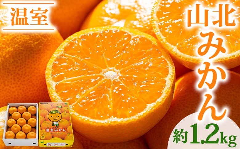 [2026年発送分]山北温室みかん 約1.2kg 秀品 ku-0050