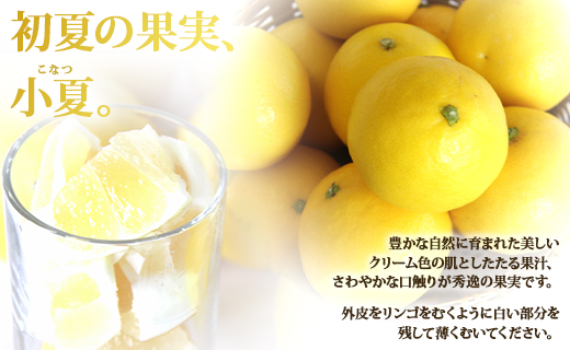 【2026年3月より順次配送】小夏（日向夏）約5kg - 果物 柑橘 フルーツ くだもの ひゅうがなつ 甘酸っぱさがギュッと詰まった ニューサマーオレンジ 期間限定 のし対応可 送料無料 高知県 香南市 ku-0049